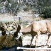 31_plm deer3